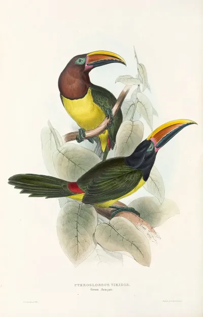 A Monograph Of The Ramphastidae Or Family Of Toucans Pl 18