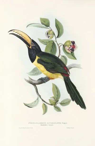 A Monograph Of The Ramphastidae Or Family Of Toucans Pl 19