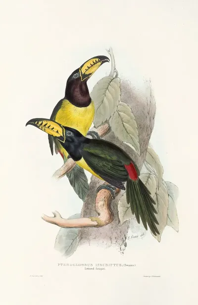 A Monograph Of The Ramphastidae Or Family Of Toucans Pl 20