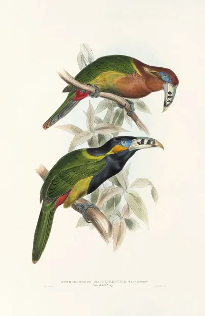 A Monograph Of The Ramphastidae Or Family Of Toucans Pl 21