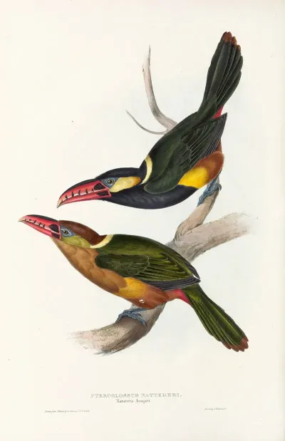 A Monograph Of The Ramphastidae Or Family Of Toucans Pl 22