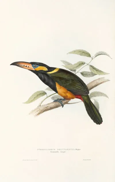 A Monograph Of The Ramphastidae Or Family Of Toucans Pl 23