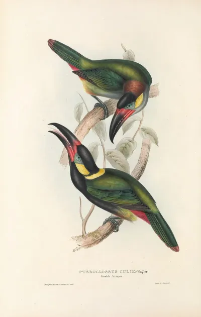 A Monograph Of The Ramphastidae Or Family Of Toucans Pl 24