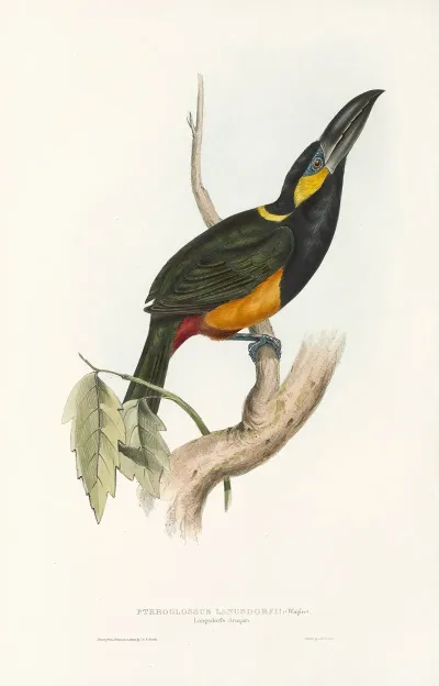 A Monograph Of The Ramphastidae Or Family Of Toucans Pl 25