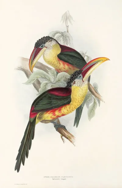 A Monograph Of The Ramphastidae Or Family Of Toucans Pl 26