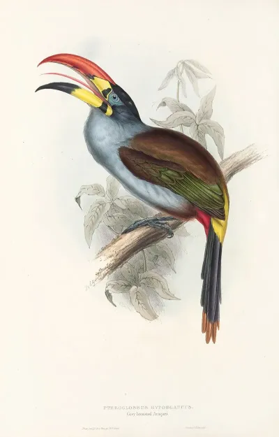 A Monograph Of The Ramphastidae Or Family Of Toucans Pl 27