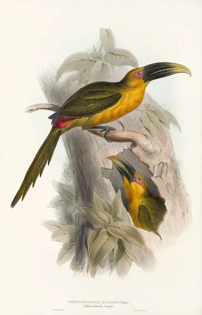 A Monograph Of The Ramphastidae Or Family Of Toucans Pl 28