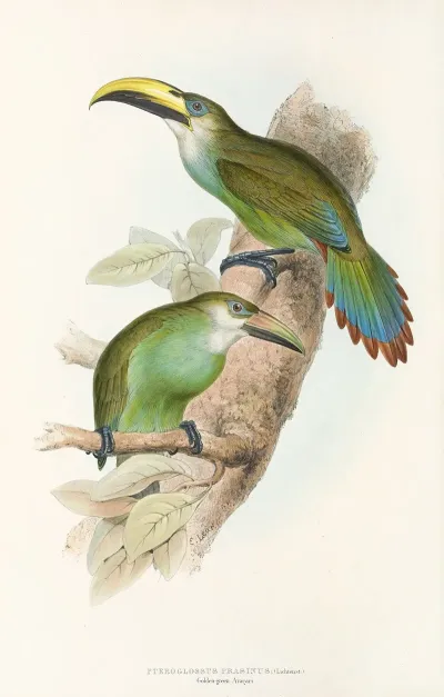 A Monograph Of The Ramphastidae Or Family Of Toucans Pl 29