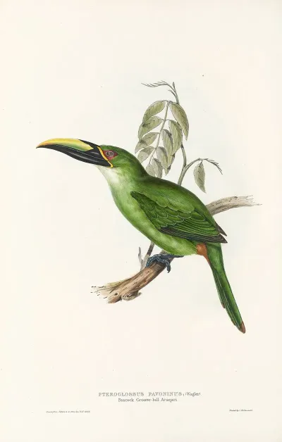 A Monograph Of The Ramphastidae Or Family Of Toucans Pl 30