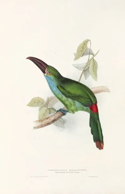 A Monograph Of The Ramphastidae Or Family Of Toucans Pl 33