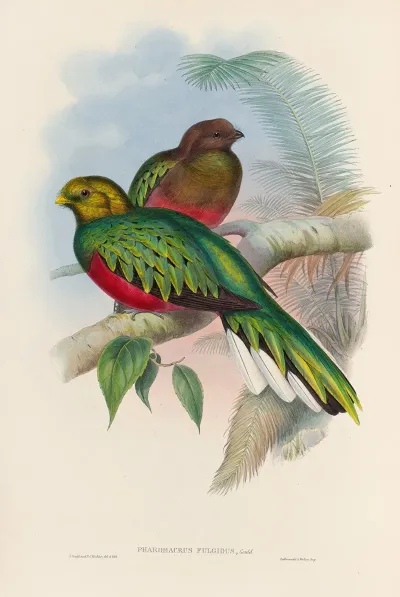 A Monograph Of The Trogonidae Or Family Of Trogons Pl 02