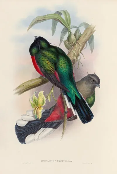 A Monograph Of The Trogonidae Or Family Of Trogons Pl 04