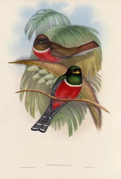 A Monograph Of The Trogonidae Or Family Of Trogons Pl 05