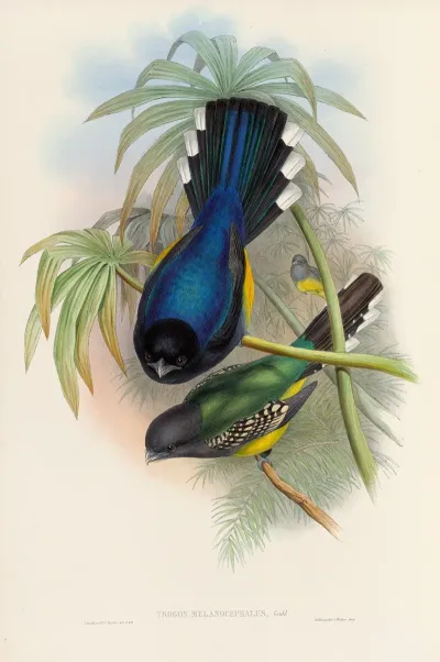 A Monograph Of The Trogonidae Or Family Of Trogons Pl 07