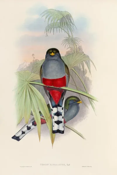 A Monograph Of The Trogonidae Or Family Of Trogons Pl 10