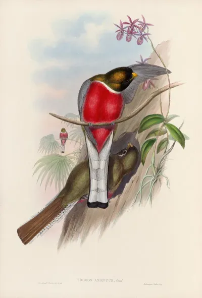 A Monograph Of The Trogonidae Or Family Of Trogons Pl 11