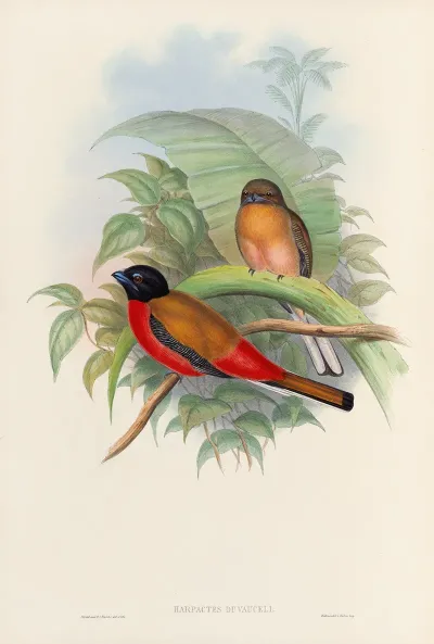 A Monograph Of The Trogonidae Or Family Of Trogons Pl 12
