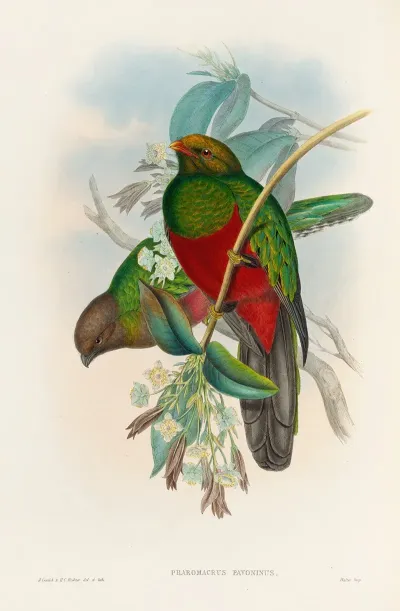 A Monograph Of The Trogonidae Or Family Of Trogons Pl 14