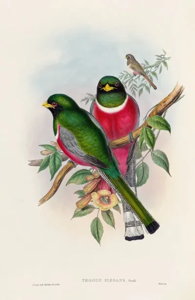 A Monograph Of The Trogonidae Or Family Of Trogons Pl 16