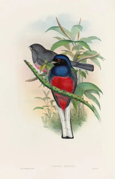 A Monograph Of The Trogonidae Or Family Of Trogons Pl 17