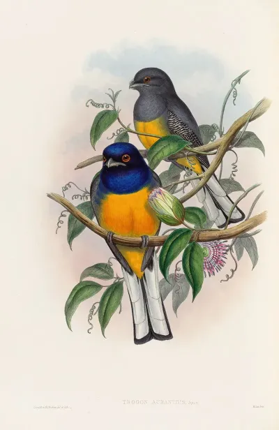 A Monograph Of The Trogonidae Or Family Of Trogons Pl 18