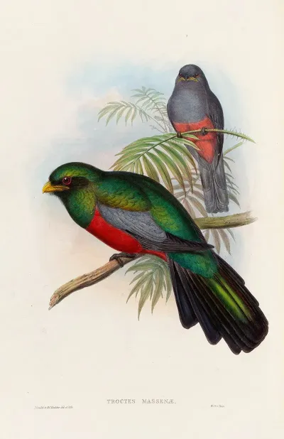 A Monograph Of The Trogonidae Or Family Of Trogons Pl 20