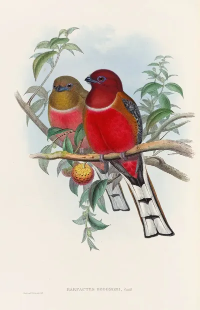 A Monograph Of The Trogonidae Or Family Of Trogons Pl 21