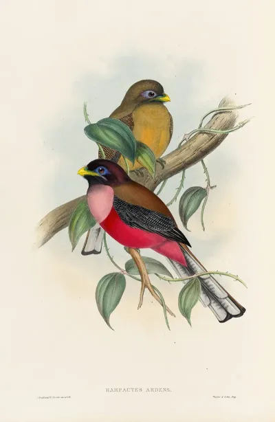 A Monograph Of The Trogonidae Or Family Of Trogons Pl 22