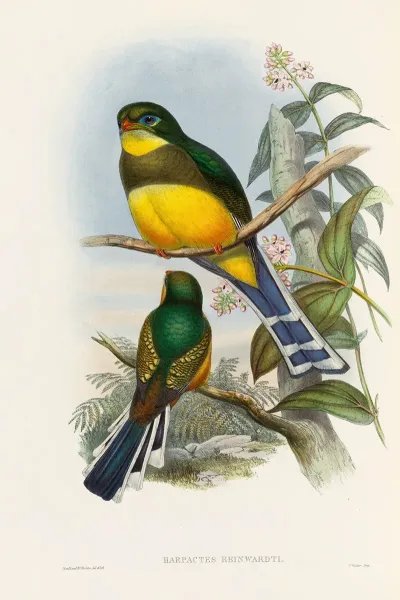 A Monograph Of The Trogonidae Or Family Of Trogons Pl 24