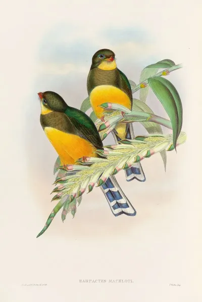 A Monograph Of The Trogonidae Or Family Of Trogons Pl 25
