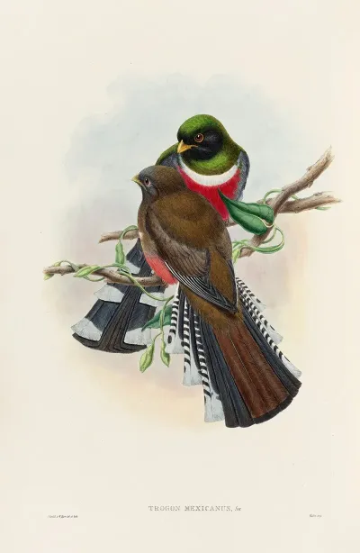 A Monograph Of The Trogonidae Or Family Of Trogons Pl 28