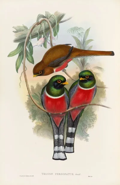 A Monograph Of The Trogonidae Or Family Of Trogons Pl 32