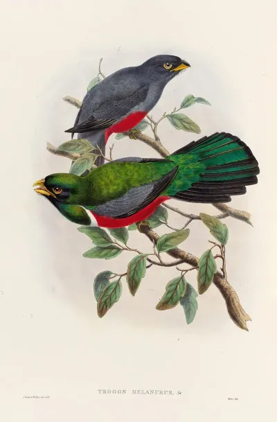 A Monograph Of The Trogonidae Or Family Of Trogons Pl 33