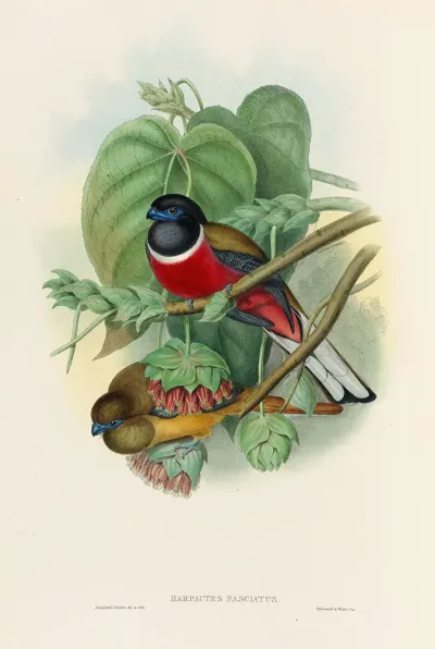 A Monograph Of The Trogonidae Or Family Of Trogons Pl 35