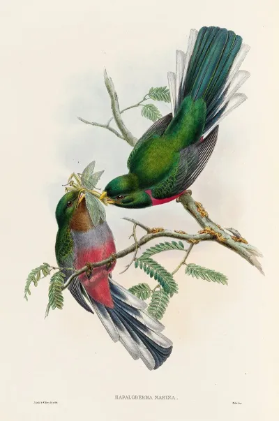 A Monograph Of The Trogonidae Or Family Of Trogons Pl 36