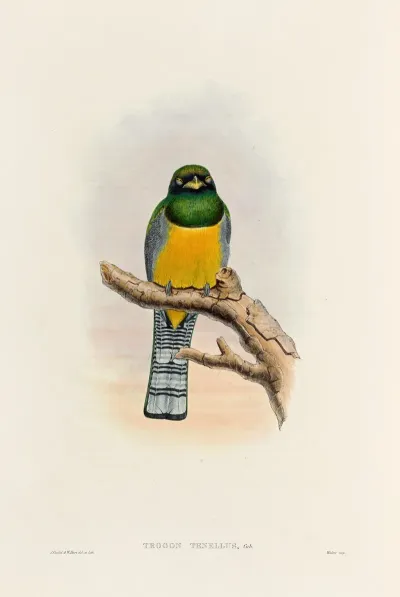 A Monograph Of The Trogonidae Or Family Of Trogons Pl 39