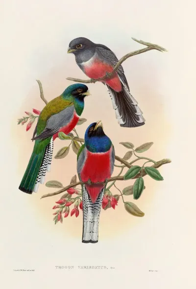 A Monograph Of The Trogonidae Or Family Of Trogons Pl 42