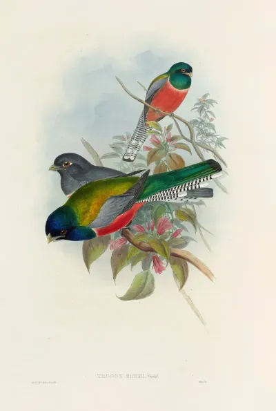 A Monograph Of The Trogonidae Or Family Of Trogons Pl 43