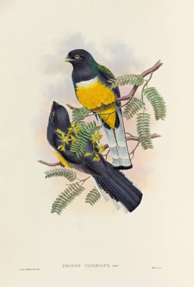 A Monograph Of The Trogonidae Or Family Of Trogons Pl 45