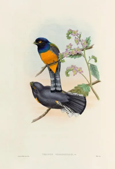 A Monograph Of The Trogonidae Or Family Of Trogons Pl 46