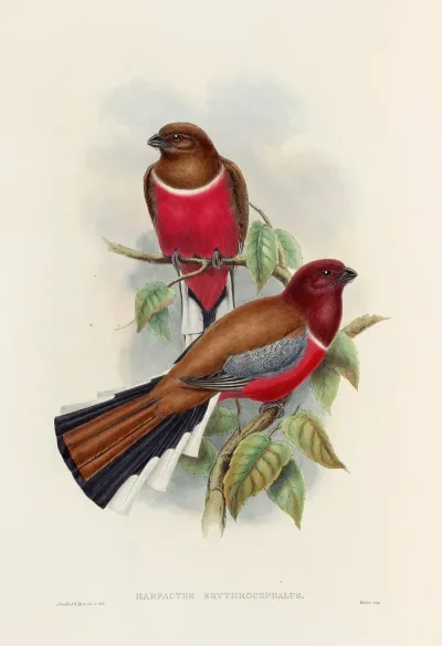 A Monograph Of The Trogonidae Or Family Of Trogons Pl 47