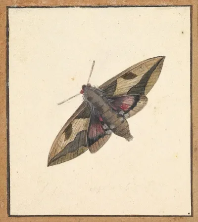 A Moth 2