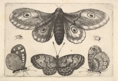 A Moth Three Butterflies And Two Beetles
