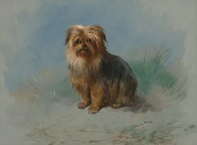 A Norfolk Terrier