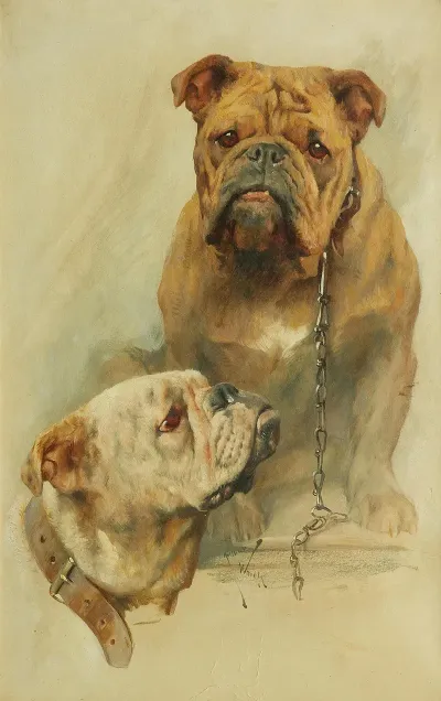 A Pair Of Bulldogs One With A Chain