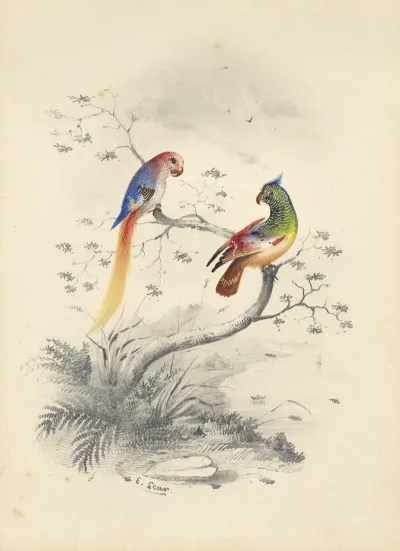 A Pair Of Parrots