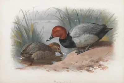 A Pair Of Pochard