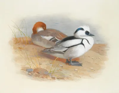A Pair Of Smew Ducks