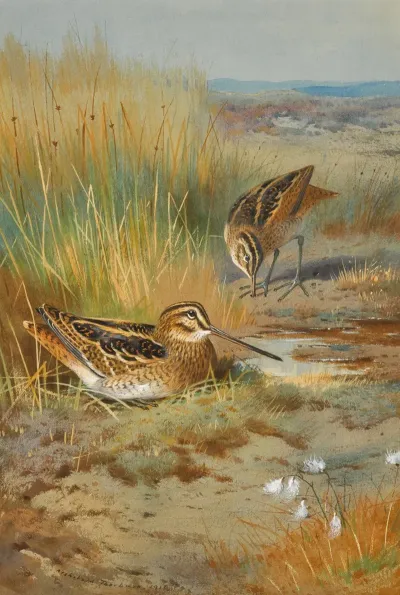A Pair Of Snipe Gallinago Gallinago