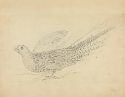 A Parrot 2